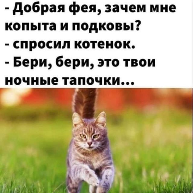 Котовторник. Картинки и буквы 08.02.22
