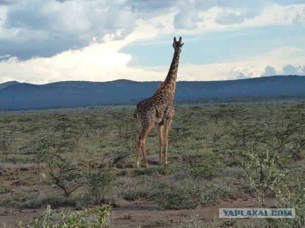AFRICA - (Эфиопия,Кения,Танзация) 4-16 ноября 2011