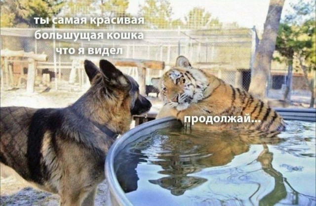 Так себе картинки 25.01.2023