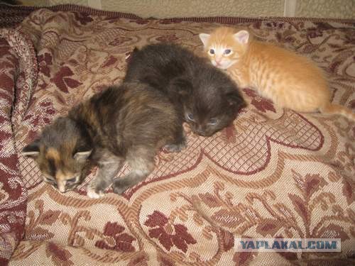 Котовторник 21.05.2013