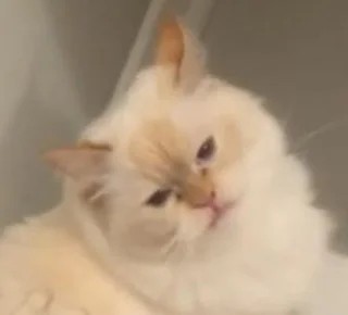 Напугал кошку пердежом