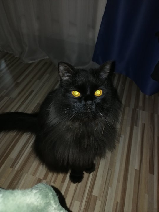Сегодня отмечается День защиты чёрных котов