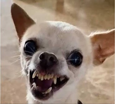 Путин допустил прекращение Россией поставок газа в Европу