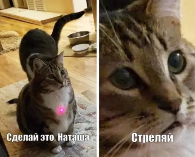 Котямбосы