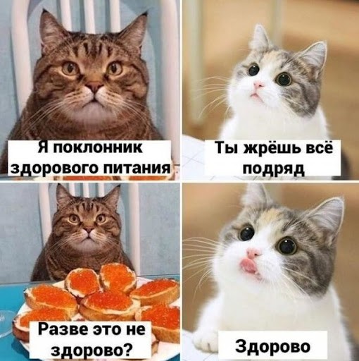 К котовторнику: подборка картинок-баянов с котиками и про котиков. Выпуск 37.