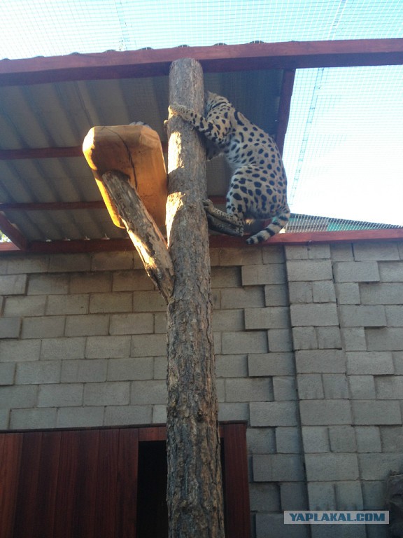 Домашний африканский Сервал живет у знакомых дома.