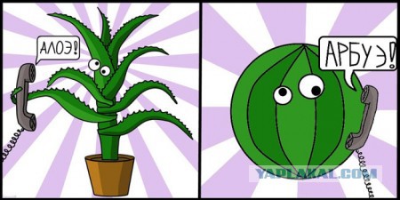 Алое цветёт!