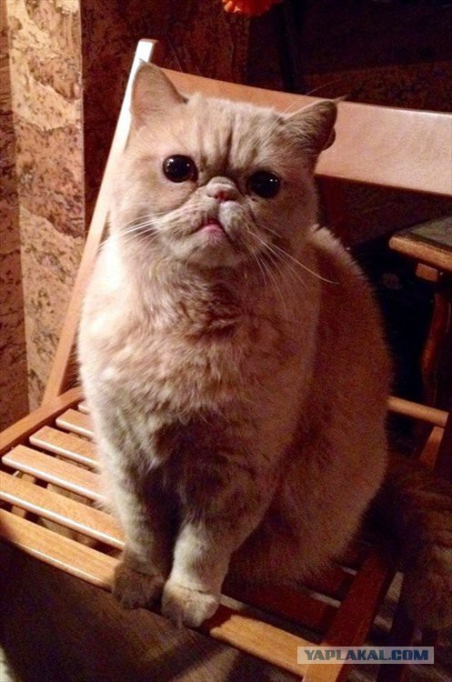 Котовторник 30.12.2014