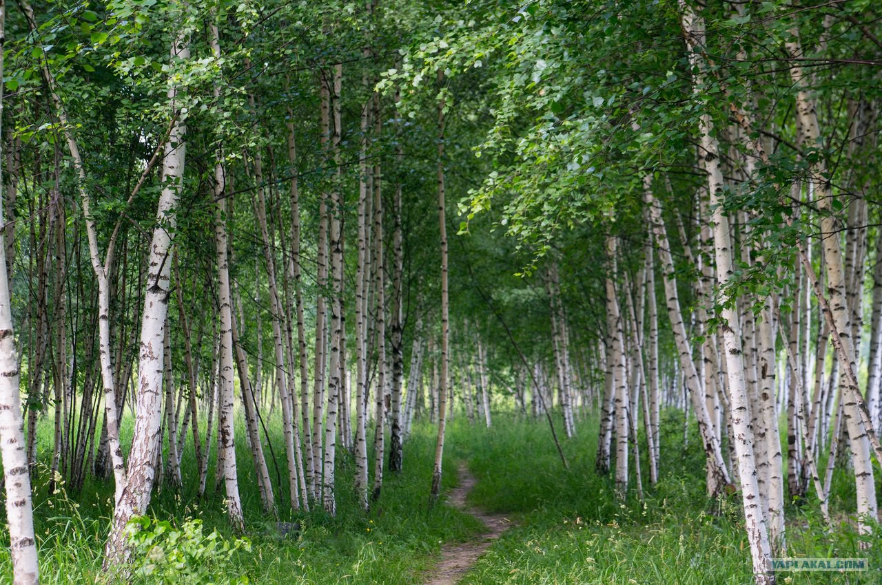 Самые красивые деревья в мире