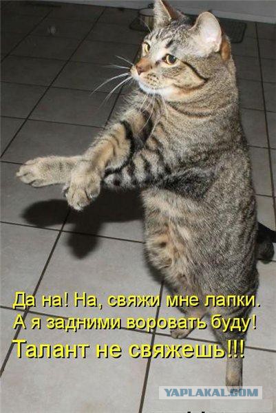 Зверский позитив