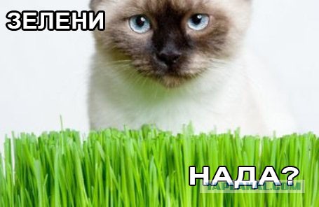 Славной Юкки пост.