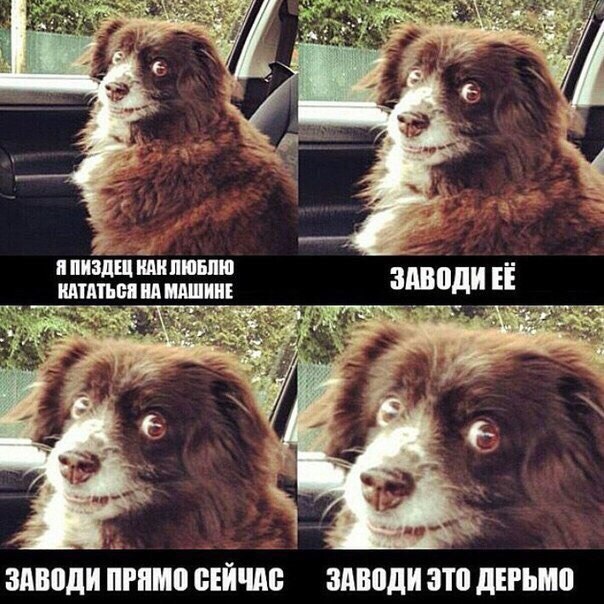 Прикольные картинки и демотиваторы