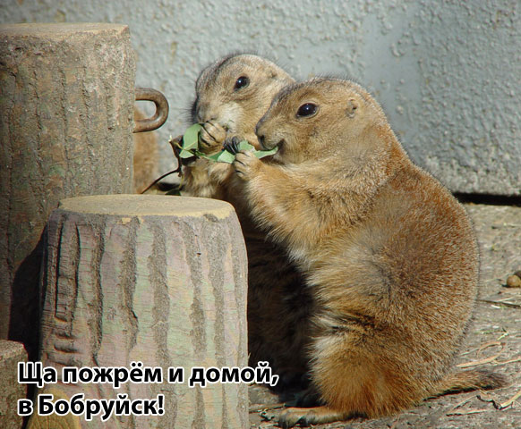 ГРЫЗУНЫ. Мыши, крысы, хомячки и т.д.