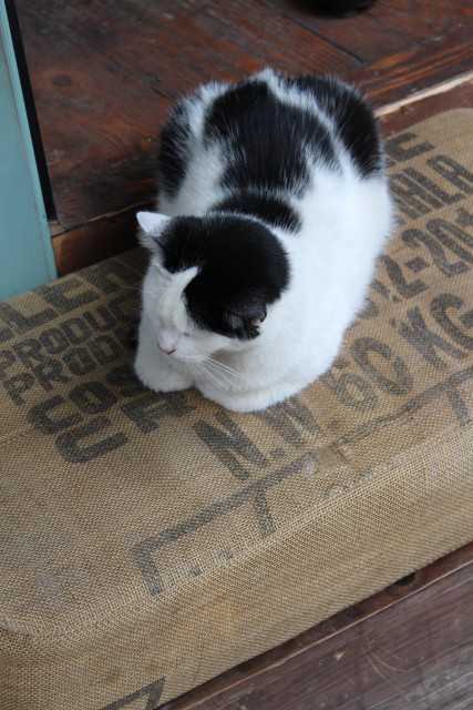 Бездомный кот и знакомый-мудак