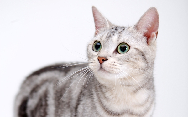 Котовторник