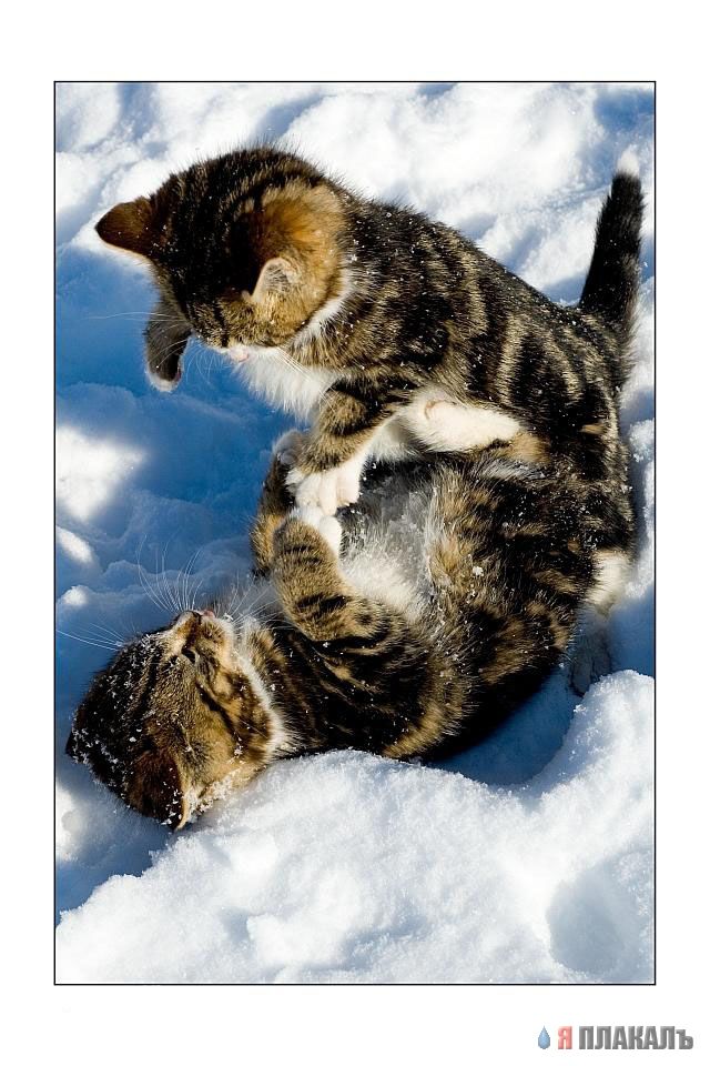Коты, кошки, котята