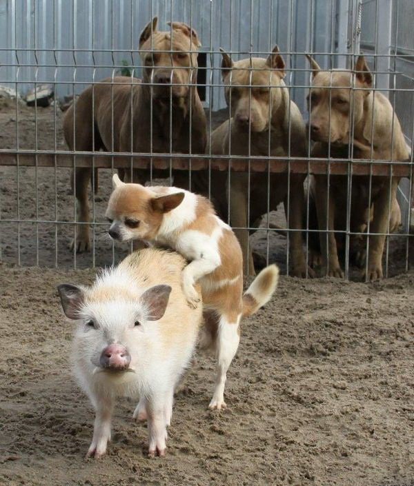 Подборка идиотских фотографий часть 3