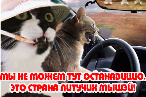 Вторничный котомёт!