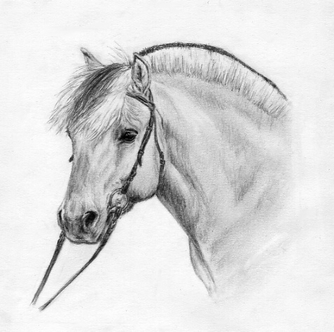 Рисованное зверьё