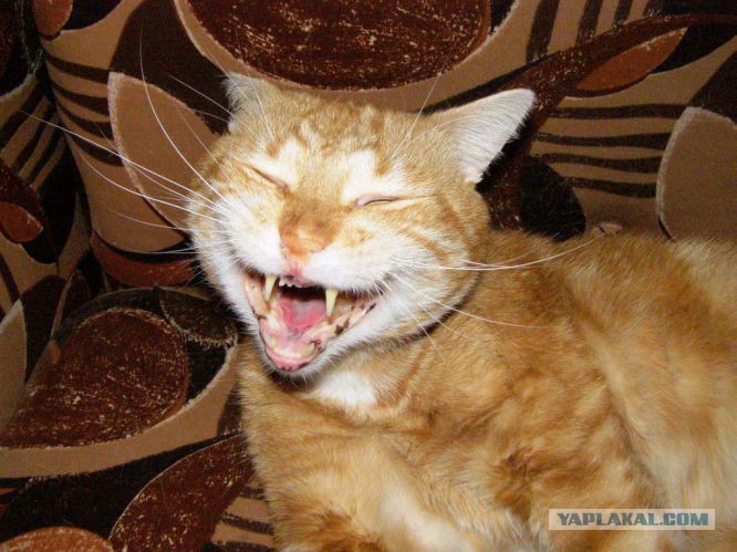 Смеха ха ха. Кот смеется. Кот ржет. Ха ха смешные картинки. Смех ха ха ха.