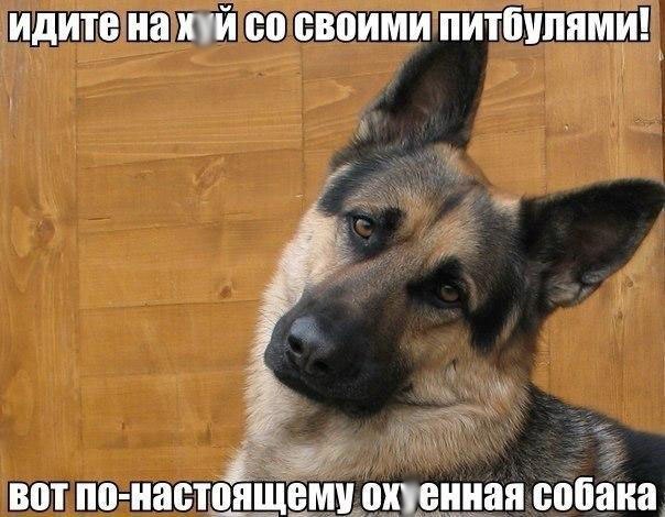 Мохнатые беспредельщики