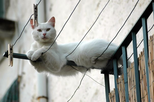Коты из сети