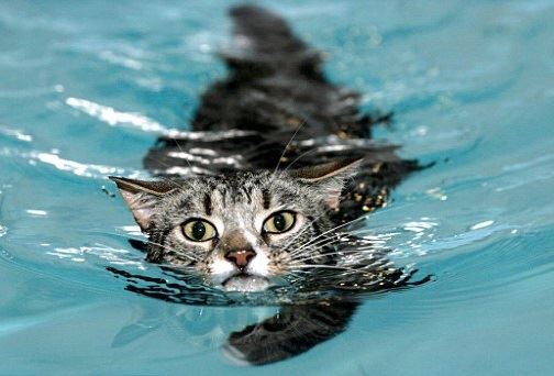Коты из сети
