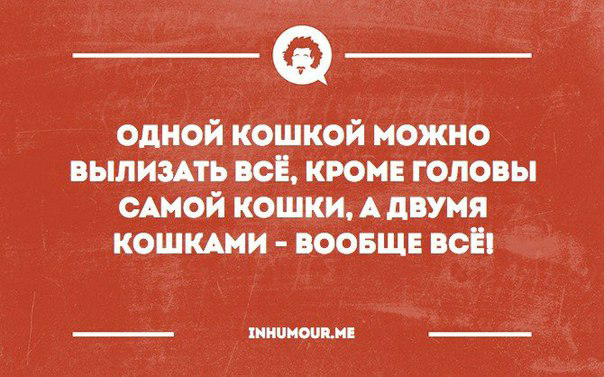 Котовторник  31.01.2017