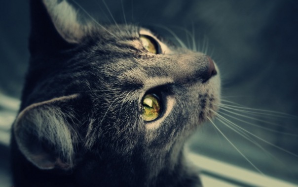 Коты и Кошки