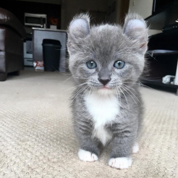 Коты и Кошки