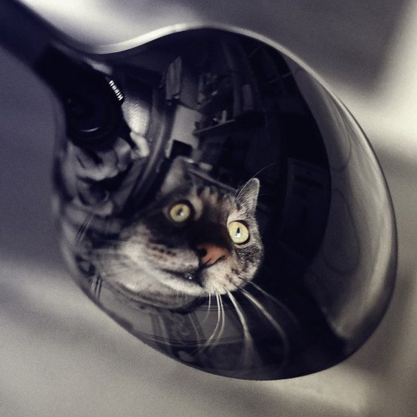 Коты и Кошки