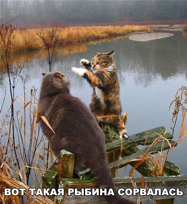 Коты и Кошки