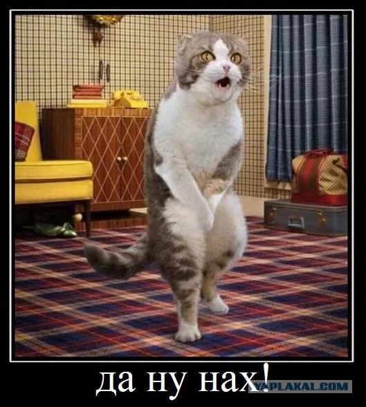Кошка на похоронах хозяина