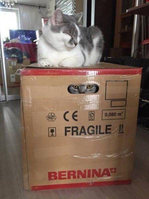 Коты и Кошки