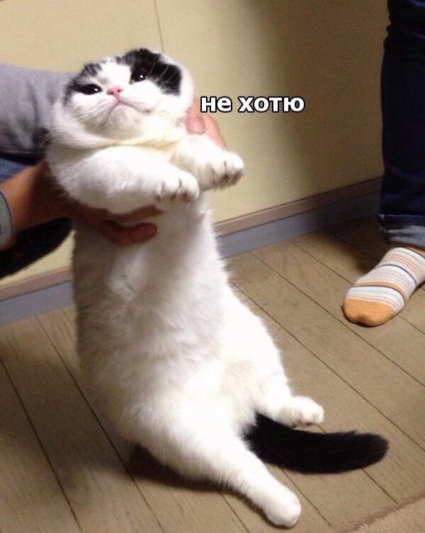 Коты и Кошки