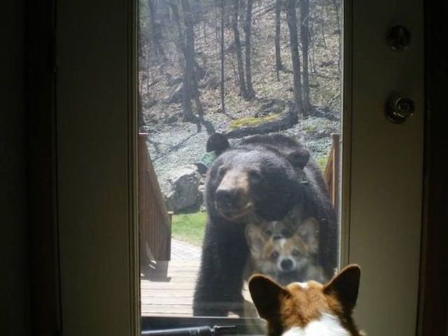 Прикольные картинки обо всём