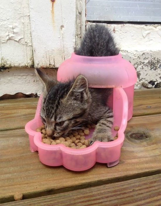 Прикольных котов пост