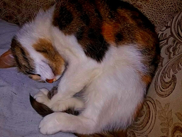 Котовторник 19.06.2018