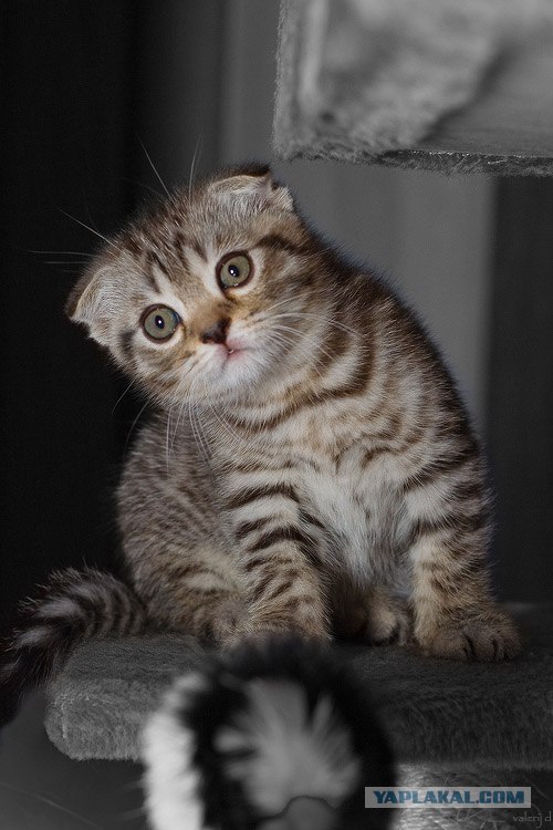 Котовторник на ЯПлакалъ (03.06), котята (31 шт)