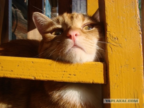 Рыжий котовторник на ЯПлакал!, Смотрим  и добавляем!