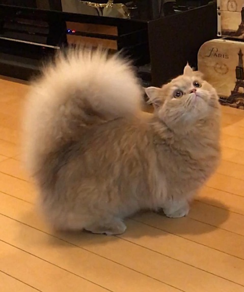Прикольных котов пост