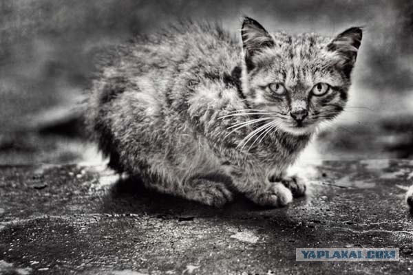 Котовторник на 31.03.2009