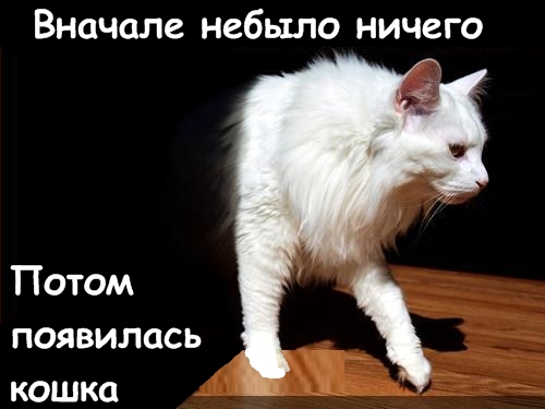 Lolcats - котовторник 33 лолокота!