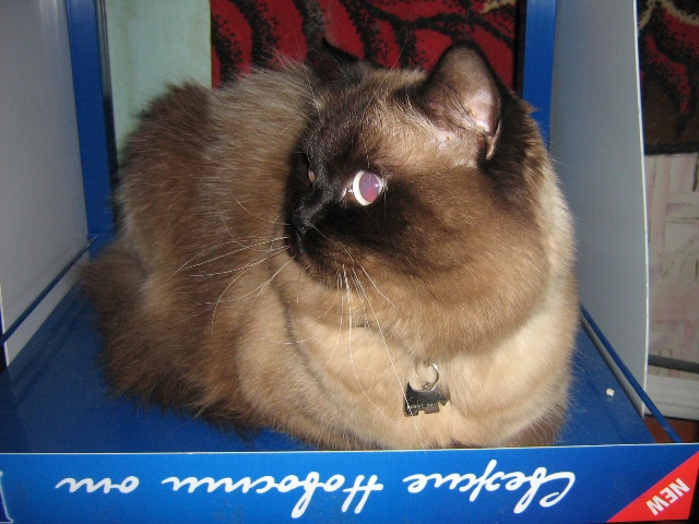 В рамках "Котовторника" (35 фот)