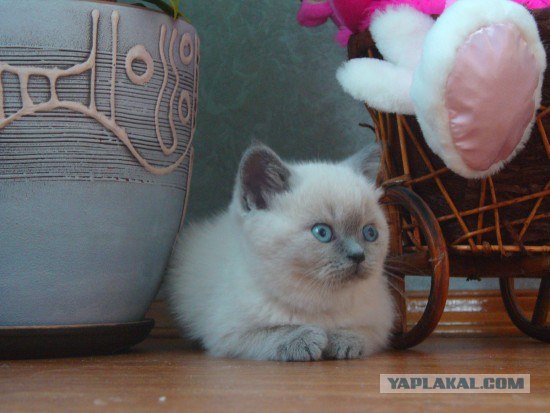 Котовторник: начало