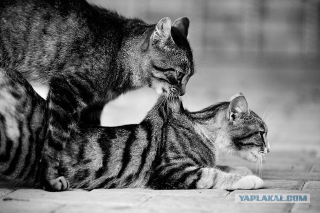 Котовторник на 6 июля