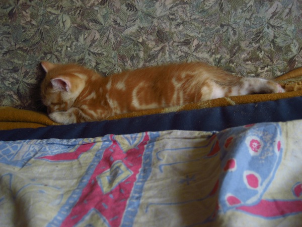 Сегодня котовторник, а котиков все нет