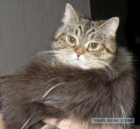Котовторник. А как же?!