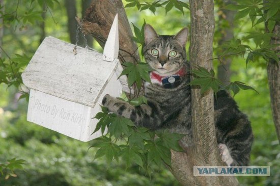 Котейкин вторник! Космический 12.04!