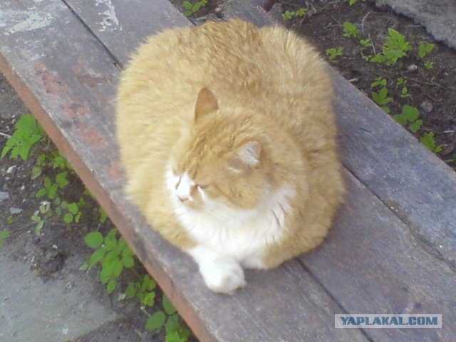 Котовторник с Максом